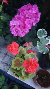 received_2027291804295829