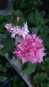 received_634537398628170