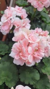 received_293056826477491