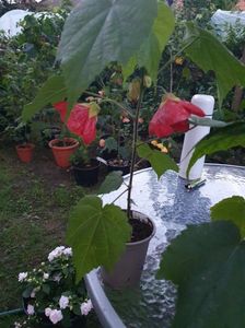 received_247359761426188