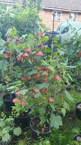 received_6195281553922142