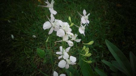 Delphinium anual