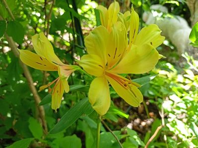 Alstroemeria Summer Samba 2