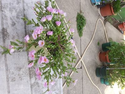 Portulaca umbraticola