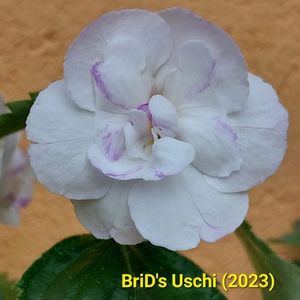 Img-2023.06.28