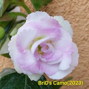 Img-2023.07.02
