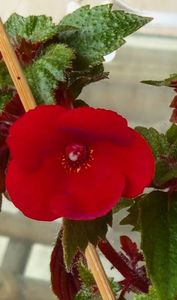 Red Diamond