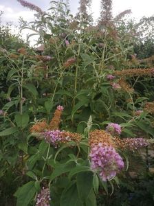 buddleja roz