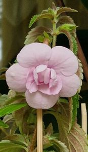 Double Pink Rose