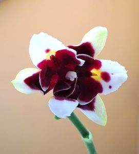 Yaphon Star Diamond 'AN6601'