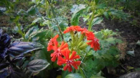 Lychnis  chalcedonica