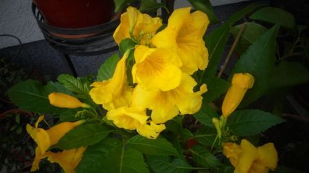 Tecoma stans