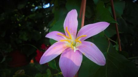 Zephyranthes