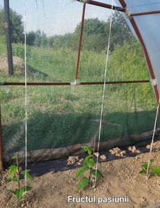 Fructul pasiunio; 14 07 2023
