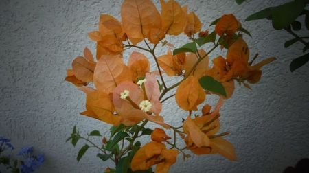 Bougainvillea