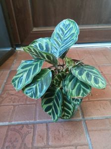 30 de lei - pui de calathea makoyana