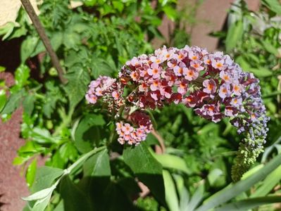 Buddleja weyeriana "Flower Power"