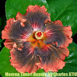 1-moorea-timeri-beauty