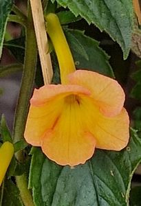 xA Sorrento