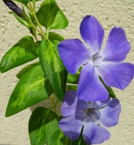 Vinca major(floare mare) variegata