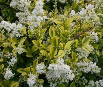 Ligustrum