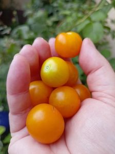 mini cherry