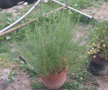 Epuizat Santolina rosmarinifolia 70 cm, pe tulpina, 65 lei , 4 ani