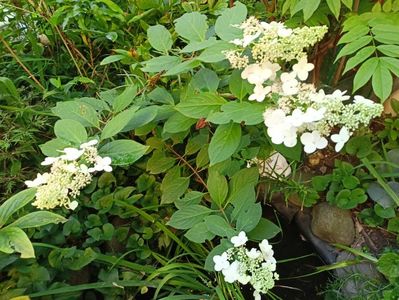 Hortensia pan. Kyushu