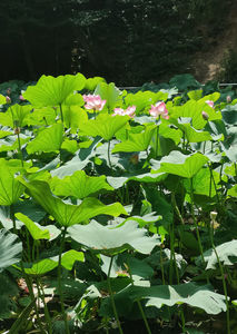 Lotus de Nil - Lotus de India-Nelumbo nucifera