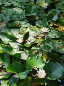 Nymphaea alba