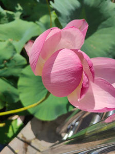 Lotus de Nil - Lotus de India-Nelumbo nucifera