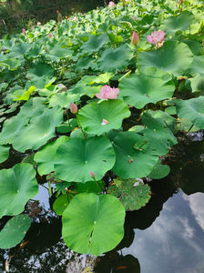 Lotus de Nil - Lotus de India-Nelumbo nucifera