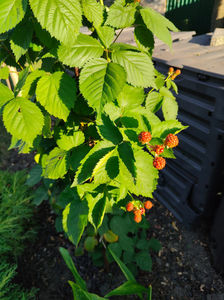Rubus fruticosus-mure