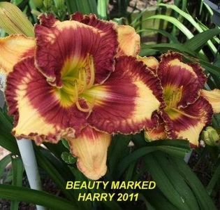 Beauty Marked - Harry 2010 SE done