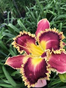 Frilly Frazzled - Bell 2015 E done