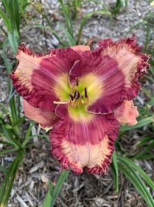 Pretty Persuasive - Harry 2019 SE NU; Am primit roseen violet on violet
