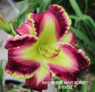 Raspberry Mint Sorbet - Pierce 2019 D NU; Shock and awe
