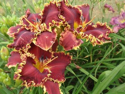 Spacecoast Thorny Devil - Kinnebrew 2009 SE done