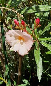 Apricot Queen-cel mai timid, doar 2-3 flori