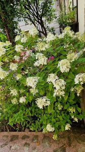 Hortensia paniculata