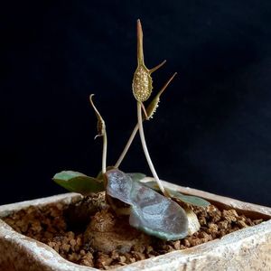 Dorstenia barnimiana