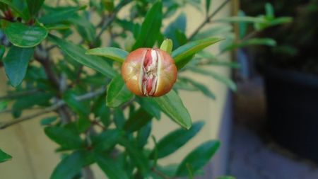 Punica granatum cv. Lagrelliae
