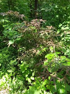 Hubbs Red Willow