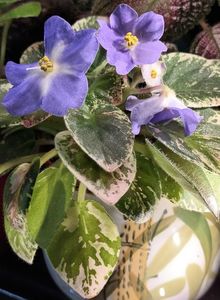 Bijuteria inimii ❤️❤️❤️; Nu stiam ca florile de violeta cresc... in continuare nu am cuvinte sa-i descriu frumusetea.
