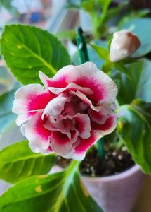23.07.2023; Gloxinia

