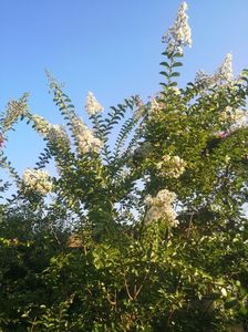 Acoma alba