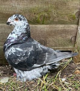 ; Pui 2023 la naparlire
