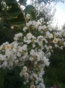 Liliac indian Acoma