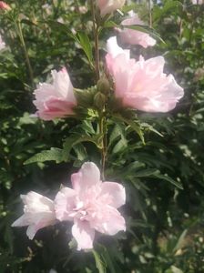 Hibiscus carneus plena