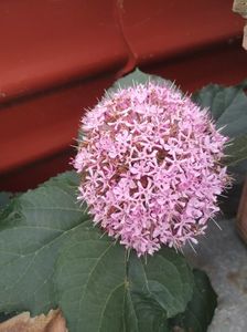 clerodendron bungei